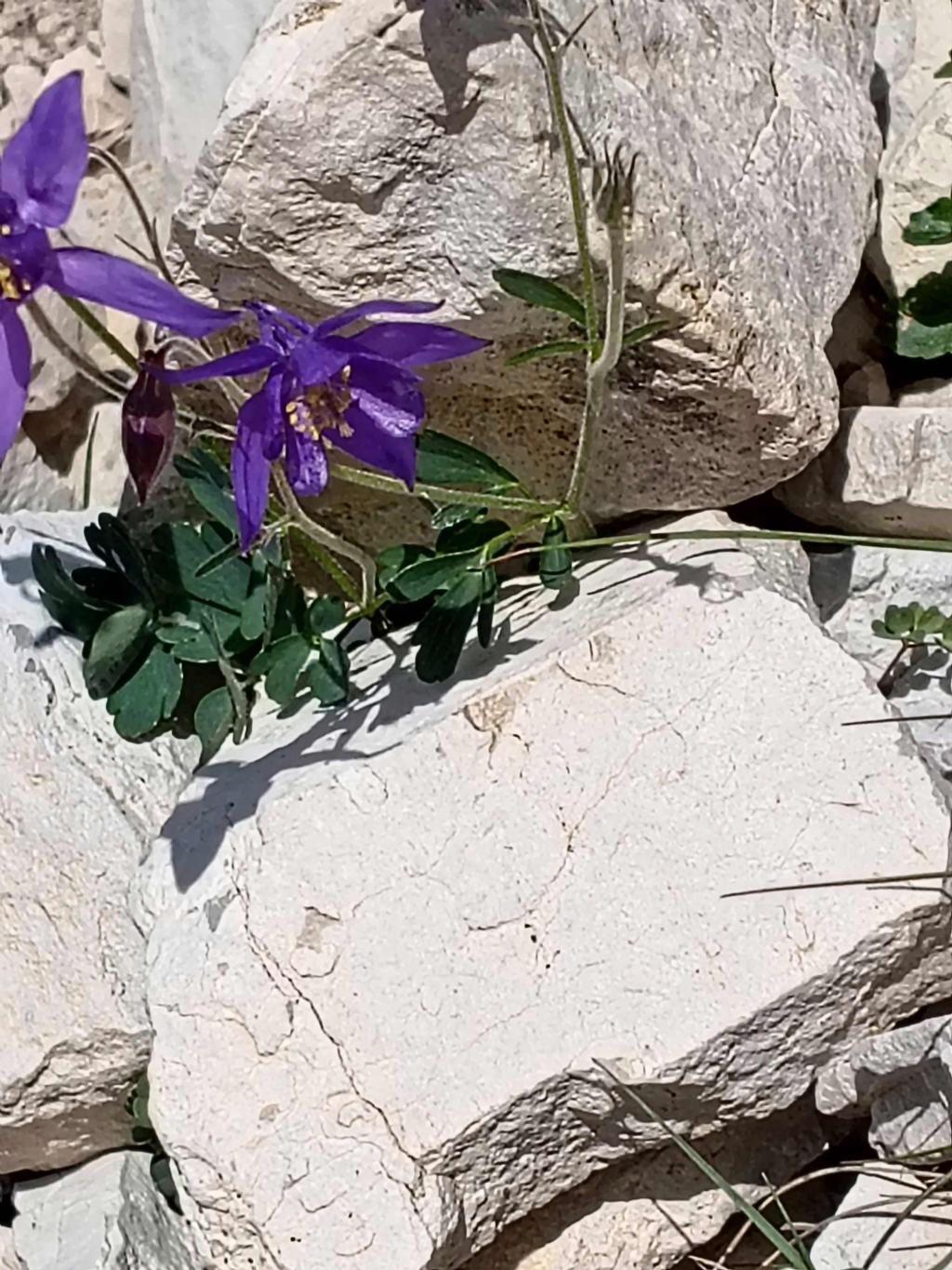quale Aquilegia?